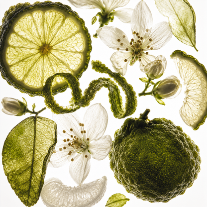 Bergamot Fragrance Oil lifestyle photo